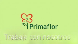 Enviar-Curriculum-Primaflor