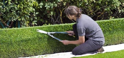 Bolsa de empleo diputación de granada categoría jardineria